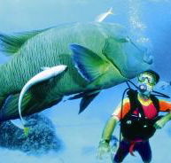 Turtle Bay Dive Site - Accommodation Adelaide