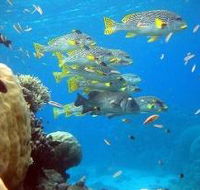 Coral Gardens Dive Site Flynn Reef - Accommodation Adelaide