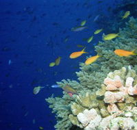 The Three Sisters Dive Site - Accommodation Adelaide
