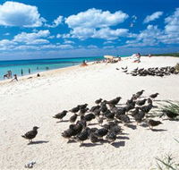 Michaelmas and Upolo Cays National Park - Accommodation Adelaide