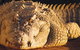 Koorana Crocodile Farm - thumb 0