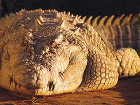Koorana Crocodile Farm - Accommodation Adelaide 0