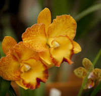 Queens Park - Orchid House - Accommodation Adelaide