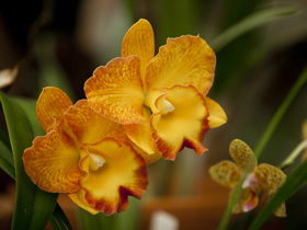 Queens Park - Orchid House - Accommodation Adelaide 0