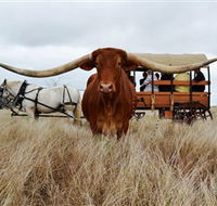Texas Longhorn Wagon Tours and Safaris - Accommodation Adelaide