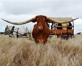 Texas Longhorn Wagon Tours And Safaris - Accommodation Adelaide 0