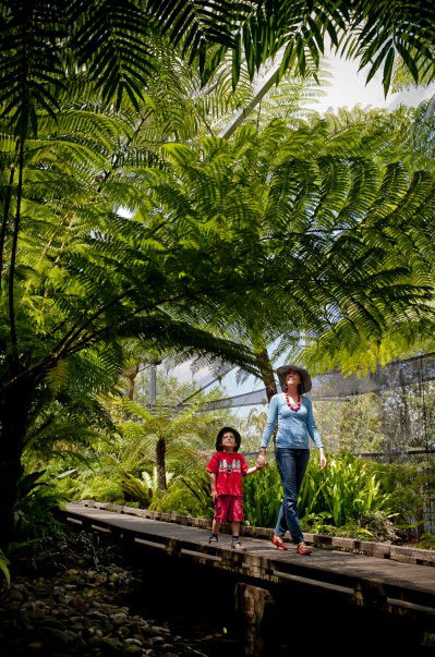 Brisbane Botanic Gardens Mount Coot-tha - Accommodation Adelaide 8