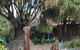 Brisbane Botanic Gardens Mount Coot-tha - thumb 11