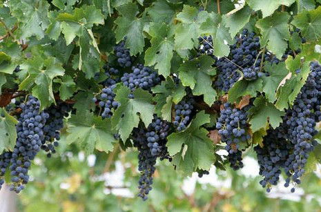 South Burnett Wine Trail - Accommodation Adelaide 0