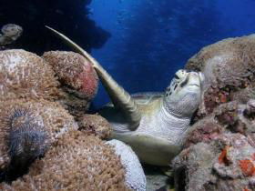 Light House Bommie Dive Site - Accommodation Adelaide 0