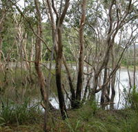 Mount Rooper Circuit and Swamp Bay Track - Accommodation Adelaide