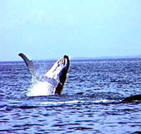 Whale Watching - Accommodation Adelaide