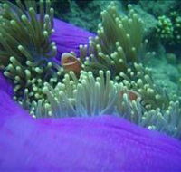 The Lady Bowen Dive Site - Accommodation Adelaide