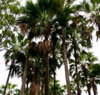 Palm Tree Creek - Accommodation Adelaide