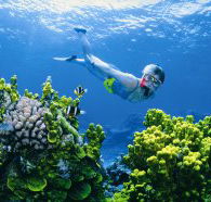 Wheeler Reef Dive Site - Accommodation Adelaide