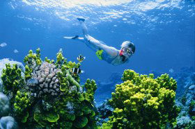 Wheeler Reef Dive Site - Accommodation Adelaide 0