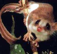 Carrowong Fauna Sanctuary - Accommodation Adelaide