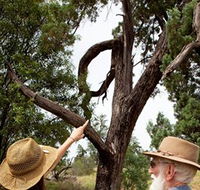 Charleville - Outback Native Timber Walk - Accommodation Adelaide
