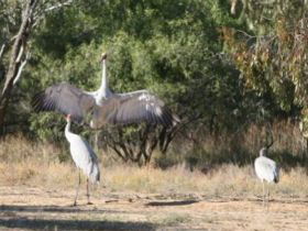 Bulloo River Walk - Accommodation Adelaide 0