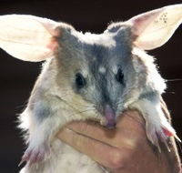Charleville - Bilby Experience - Accommodation Adelaide