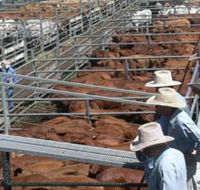 Dalrymple Sales Yards - Cattle Sales - Accommodation Adelaide