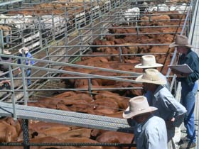 Dalrymple Sales Yards - Cattle Sales - Accommodation Adelaide 0