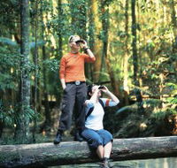 Birdwatching on the Fraser Coast - Accommodation Adelaide