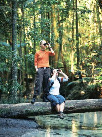 Birdwatching On The Fraser Coast - Accommodation Adelaide 0
