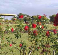 Elizabeth Park Rose Gardens - Accommodation Adelaide