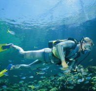 Manta Ray Bommie Dive Site - Accommodation Adelaide