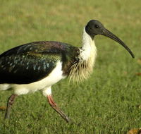 Toowoomba Bicentennial Waterbird Habitat - Accommodation Adelaide