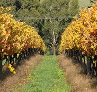 Wild Dog Winery  Restaurant - Accommodation Adelaide