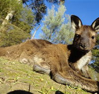 Ballarat Wildlife Park - Accommodation Adelaide