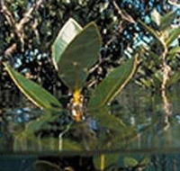 Jawbone Marine Sanctuary - Accommodation Adelaide