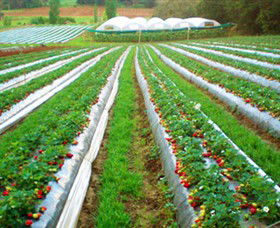 Kookaberry Strawberry Farm - Accommodation Adelaide 0