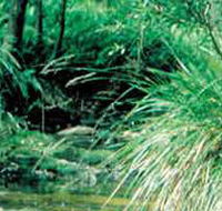 Lerderderg State Park - Accommodation Adelaide