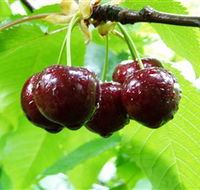 Red Hill Cherry Farm - Accommodation Adelaide