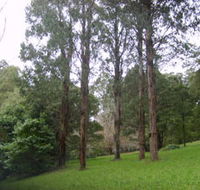 Mount Dandenong Arboretum - Accommodation Adelaide