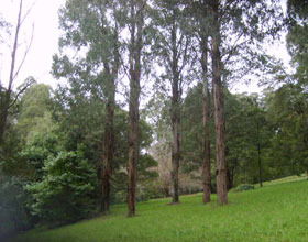 Mount Dandenong Arboretum - Accommodation Adelaide 0