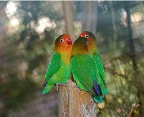 Ballarat Bird World - Accommodation Adelaide 0