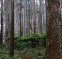 Kinglake National Park - Accommodation Adelaide