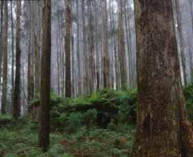 Kinglake National Park - Accommodation Adelaide 0