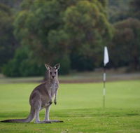 Anglesea Golf Club - Accommodation Adelaide