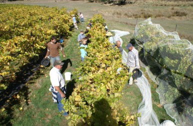 Blakes Estate Winery - Accommodation Adelaide 0
