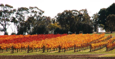Stanton And Killeen Wines - Accommodation Adelaide 2