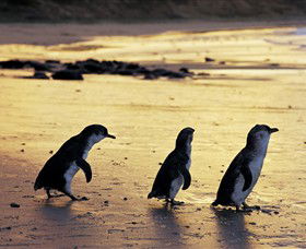 Ventnor VIC Accommodation Adelaide