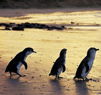 Phillip Island Nature Park - Accommodation Adelaide