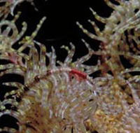 Point Danger Marine Sanctuary - Accommodation Adelaide