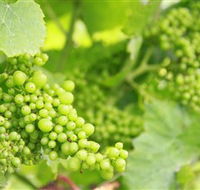 Waratah Hills Vineyard - Accommodation Adelaide