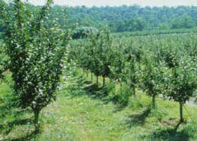 Pettys Orchard - Accommodation Adelaide 0